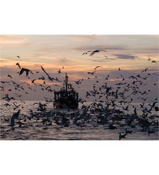 تور قشم آژانس فلامینگو