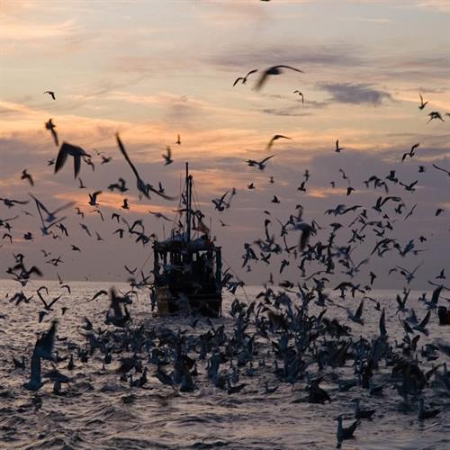 تور ایرانگردی قشم آژانس فلامینگو